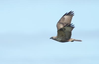 Kurhannik - 2 fot. Marek Twardowski