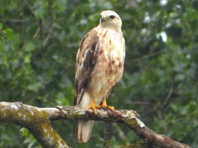 Kurhannik - 1 fot. Mateusz Niedziółka