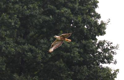 Kurhannik - 1 fot. Teresa i Piotr Walińscy