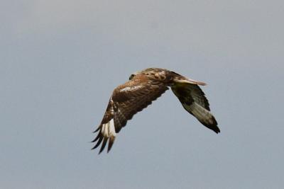 Kurhannik - 2 fot. Jolanta Gradecka