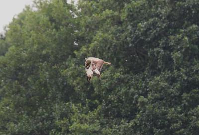 Kurhannik - 2 fot. Teresa i Piotr Walińscy