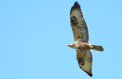 Kurhannik - 3 fot. Marek Twardowski