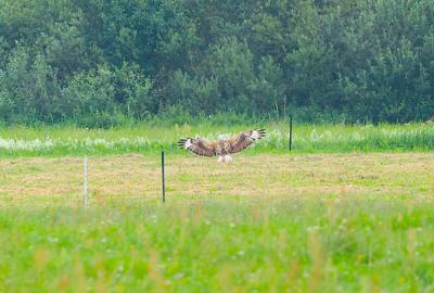 Kurhannik - 3 fot. Teresa i Piotr Walińscy