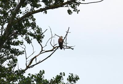 Kurhannik - 4 fot. Teresa i Piotr Walińscy