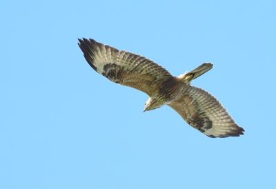 Kurhannik - 5 fot. Marek Twardowski