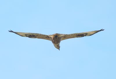 Kurhannik - 6 fot. Marek Twardowski