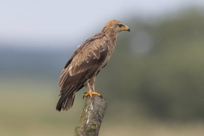 Orlik krzykliwy - 1 fot. Sławomir Młynarski