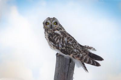 Uszatka Błotna - 1 fot. Sławomir Młynarski