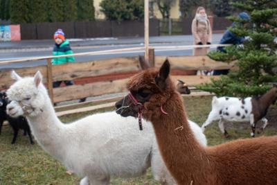 Jarmark Bożonarodzeniowy 2025