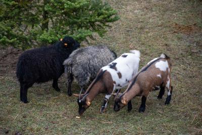 Jarmark Bożonarodzeniowy 2025