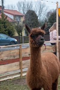 Jarmark Bożonarodzeniowy 2025