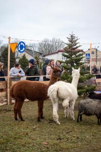 Jarmark Bożonarodzeniowy 2025