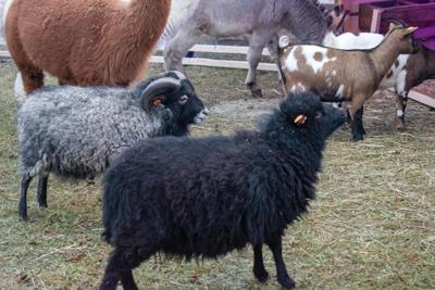 Jarmark Bożonarodzeniowy 2025