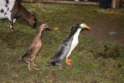 Jarmark Bożonarodzeniowy 2025