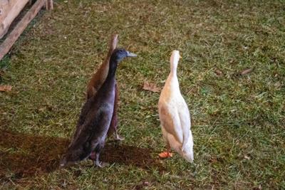 Jarmark Bożonarodzeniowy 2025