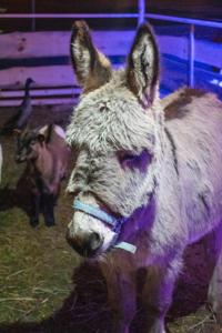 Jarmark Bożonarodzeniowy 2025