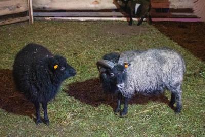 Jarmark Bożonarodzeniowy 2025