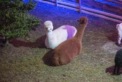 Jarmark Bożonarodzeniowy 2025