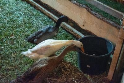 Jarmark Bożonarodzeniowy 2025