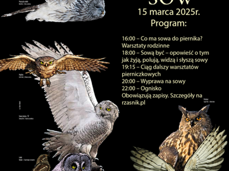 Noc sów