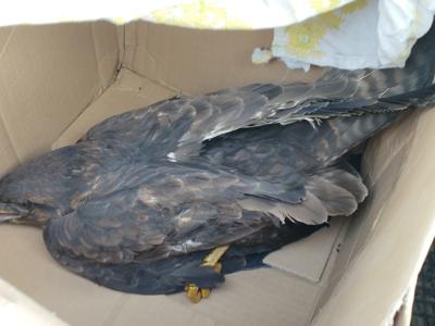 Myszołowowi na ratunek