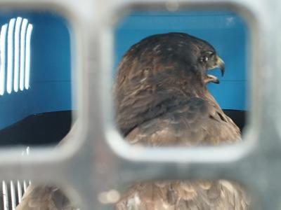 Myszołowowi na ratunek