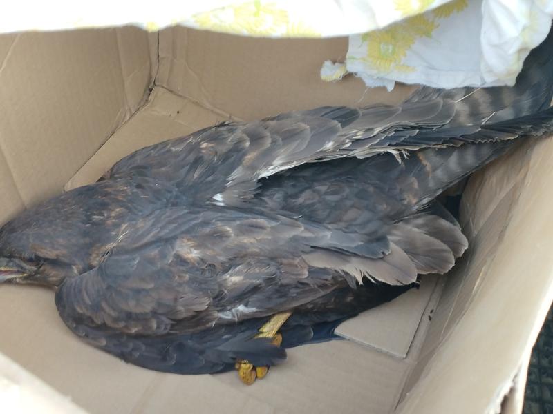 Myszołowowi na ratunek