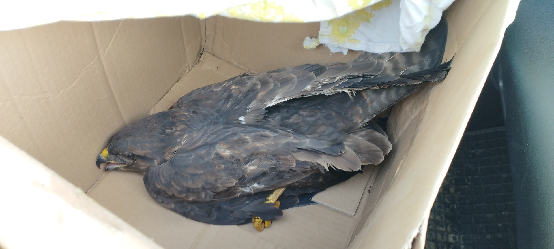 Myszołowowi na ratunek