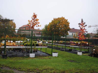 Zdjęcie przedstawia Arboretum w Kórniku