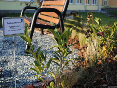 Zdjęcie przestawia ławkę będącą częścią zagospodarowania terenu przyszkolnego