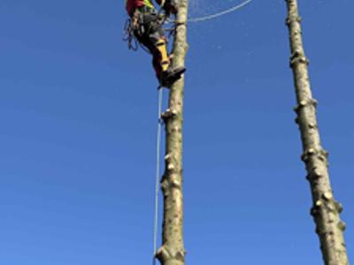 Usuwanie drzew stwarzających zagrożenie przy drogach i posesjach na terenie Powiatu Sulęcińskiego