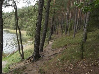Jezioro Rybno i okolice, drzewa i jezioro