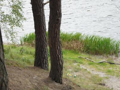 Jezioro Rybno i okolice, drzewa i jezioro