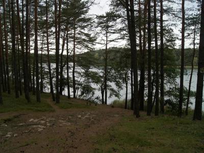 Jezioro Rybno i okolice, drzewa i jezioro