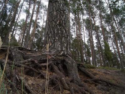 Jezioro Rybno i okolice, gruby korzeń drzewa
