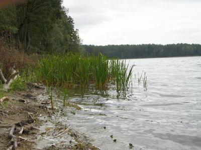Jezioro Rybno i okolice, jezioro