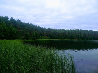 Jezioro Rybno i okolice, drzewa i jezioro