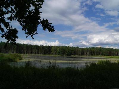 Krajobrazy leśne, las i woda
