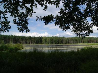 Krajobrazy leśne, las i woda