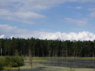 Krajobrazy leśne, las i woda