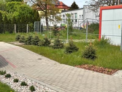 Zdjęcie przedstawia trawnik i świerki