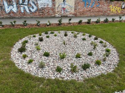 Zdjęcie przedstawia okrągłą rabatę ogrodową wyłożoną kamykiem, na której rosną młode rośliny