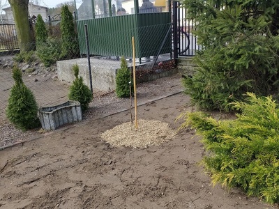 zasadzone drzewo