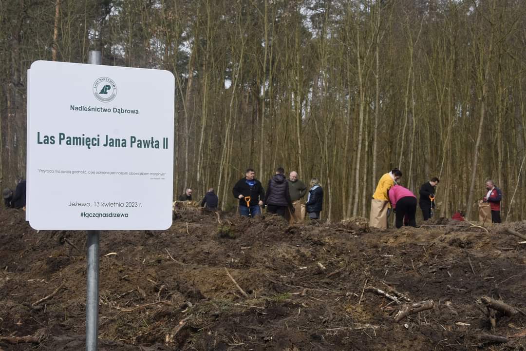 sadzenia nowego pokolenia lasu w Nadleśnictwie Dąbrowa