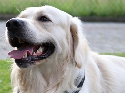 pies labrador, kolor ciasteczkowy