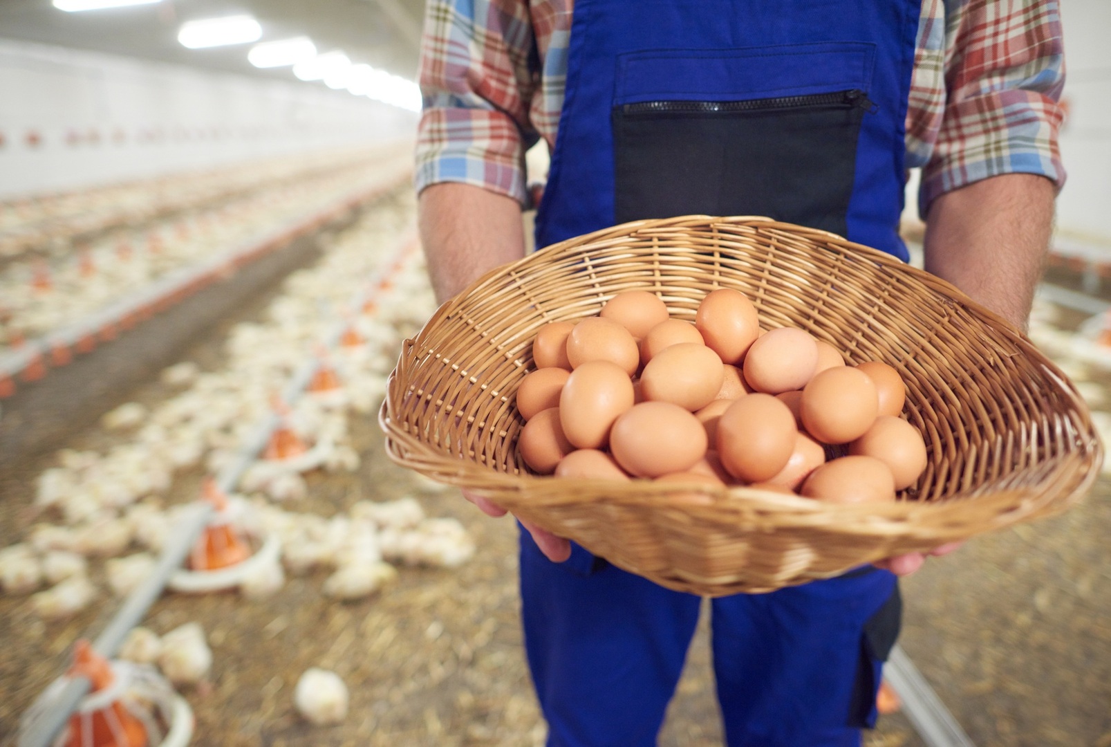 Pomoc dla producentów jaj i mięsa drobiowego