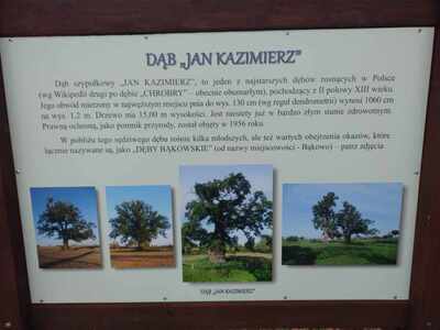 Narodowe Święto Niepodległości - tablica dęby