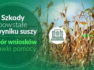 Baner, kłosy żyta, obok napis Szkody powstałe w wyniku suszy, nabór wniosków i stawki pomocy
