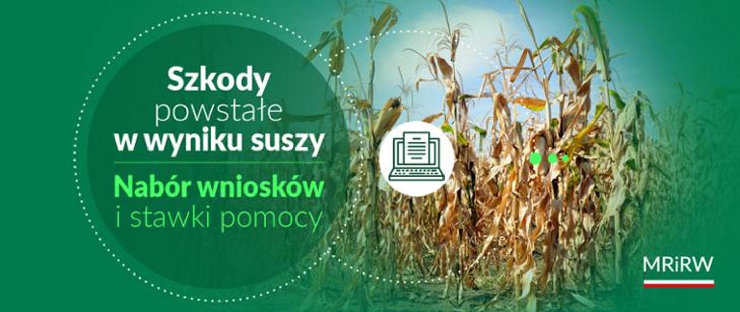 Baner, kłosy żyta, obok napis Szkody powstałe w wyniku suszy, nabór wniosków i stawki pomocy