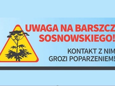 Baner czerwony napis Uwaga na barszcz Sosnowskiego, kontakt z nim grozi poparzeniem